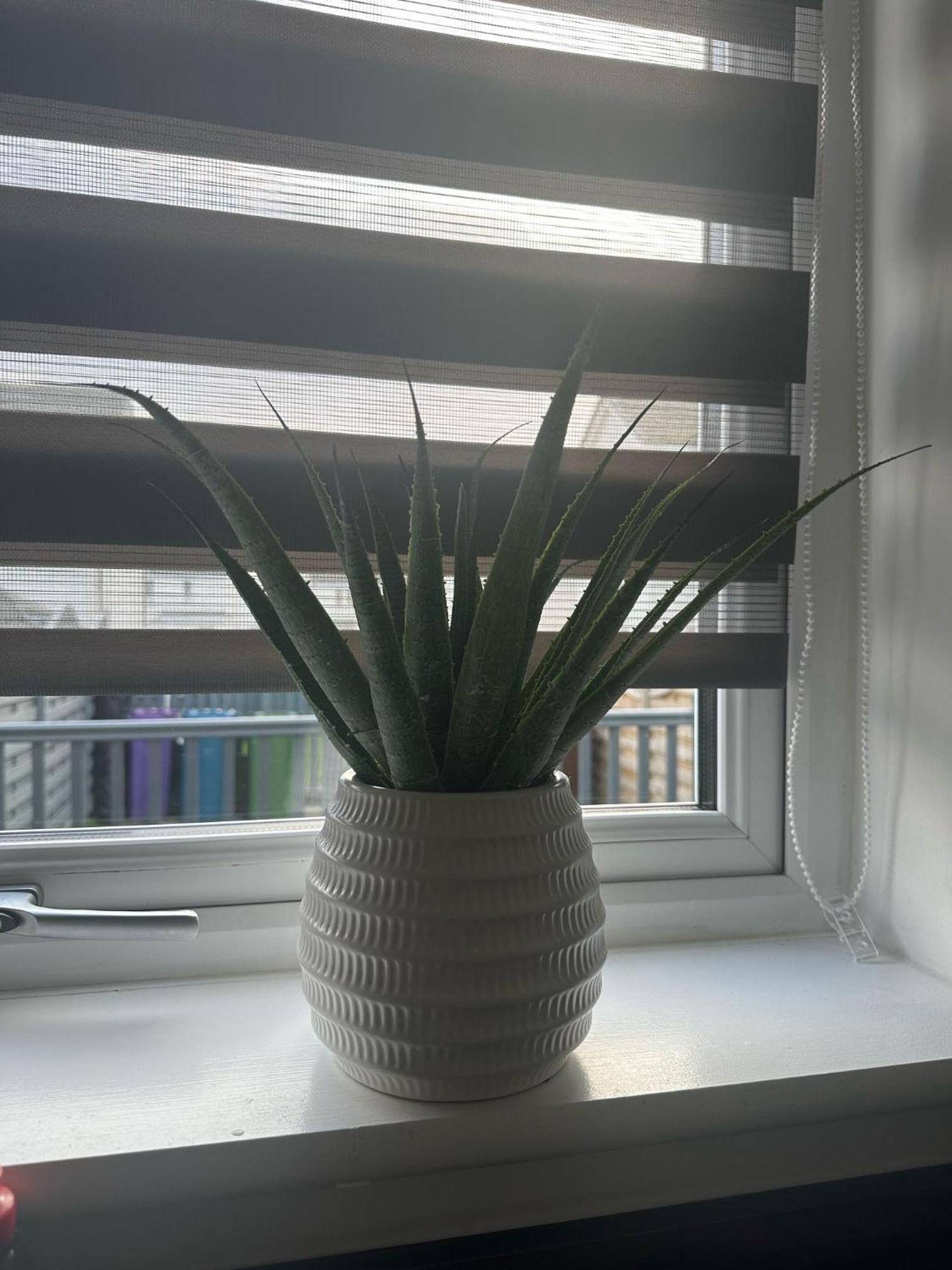 Black Daisy Glasgow Ngoại thất bức ảnh